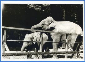 Königsberg (Pr.), Stadtkreis Königsberg 