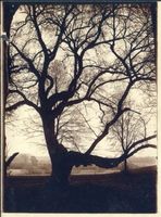 Alt Dollstädt, Kreis Preußisch Holland Alt Dollstädt, Alter Baum bei Alt Dollstädt 