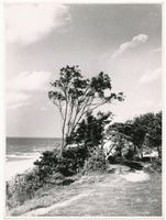 Palmnicken, Kreis Samland Palmnicken, Samlandküste bei Palmnicken IV Пальмниккен, самбийское побережье у Пальмниккен, IV