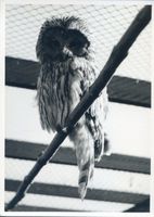 Rossitten Kr. Samland, Kreis Samland Rossitten Kr. Samland, Vogelwarte, Käuzchen Rossitten Kr. Samland, Vogelwarte