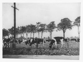 Lehmbruch, Kreis Elchniederung Lehmbruch, Gutshof, Besitzer Ernst Stadie, Kuhweide, II 