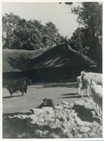 Königsberg (Pr.), Stadtkreis Königsberg Königsberg (Pr.), Tiergarten, Lamas und Yaks Кёнигсберг (Пр.), зоопарк, ламы и яки
