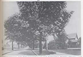 Königsberg (Pr.), Stadtkreis Königsberg Lawsker Allee Königsberg, Von der Lawsker Allee zum Hammerweg,  Villa Leo  rechts Кёнигсберг, от Лавскер-аллее к Хаммервег, «вилла Лео» справа