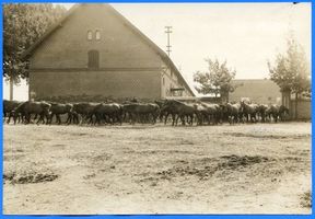 Groß Trakehnen, Kreis Ebenrode Groß Trakehnen, Stuten und Fohlen gehen auf die Weide 