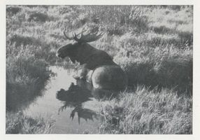  Kurische Nehrung, Elch   Elk  der Schaufler,mitten im Bruch sitzt er in einem Moorloch Куршская коса, лось-лопатник «Эльк», посреди болота сидит в болотной яме