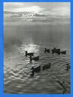 Nidden, Kreis Memel Nidden, Stimmungsbild, Enten im Gegenlicht Nidden, Landschaft - Ostsee - Umgebung