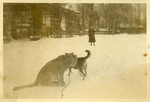 Königsberg (Pr.), Stadtkreis Königsberg Hufenallee Königsberg (Pr.), Tiergarten, Junger Löwe und Hund Кёнигсберг (Пр.), зоопарк, львёнок и собака
