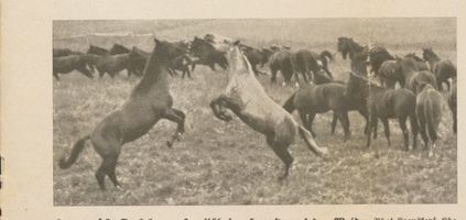 Trakehnen, Kreis Ebenrode Trakehnen, Zeijährige Hengste auf der Weide 