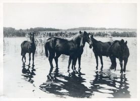 Bobanden, Kreis Mohrungen Bobanden, Nariensee, Fohlen 