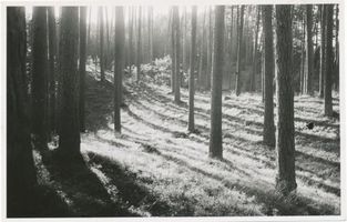 Schwarzort, Kreis Memel Schwarzort, Nehrungskiefern 