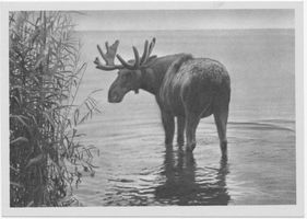  Kurische Nehrung, Badender Elch am Haffstrand Куршская коса, купающийся лось на берегу залива