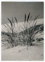  Kurische Nehrung, Hohe Düne bei Nidden, Strandhafer II Куршская коса, Высокая дюна у Ниддена, песколёт, II