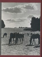Trakehnen, Kreis Ebenrode Trakehnen, Pferde auf der Weide 