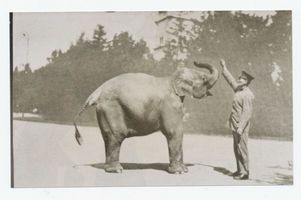 Königsberg (Pr.), Stadtkreis Königsberg Hufenallee Königsberg (Pr.), Tiergarten, Elefant  Jenny  mit seinem Wärter Königsberg, Tiergarten