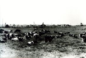 Wargienen Kr. Samland, Kreis Samland 