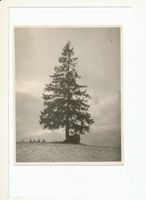 Bischofsburg, Stadt, Kreis Rößel Bischofsburg, einsame Tanne irgendwo im Winter ? 
