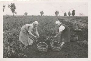  Elchniederung, Frühkartoffelernte Landwirtschaft in Ostpreußen
