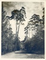  Rominter Heide, Waldweg II 