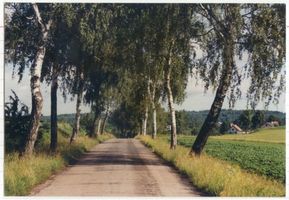 Kronau Kr. Lötzen, Kreis Lötzen Kronau Kr. Lötzen, Birkenallee kurz vor Kronau 