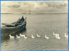 Rossitten Kr. Samland, Kreis Samland Rossitten Kr. Samland, Idyll auf dem Haff Kurische Nehrung, Dünen