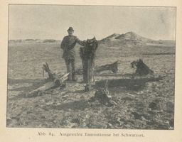 Schwarzort, Kreis Memel Schwarzort, Ausgewehte Baumstämme bei Schwarzort Шварцорт, обнажённые ветром стволы деревьев у Шварцорта