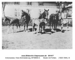 Antonswiese, Kreis Elchniederung 