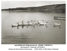 Buchwalde Kr. Osterode, Kreis Osterode 