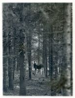 Kurische Nehrung, Elch III Elche