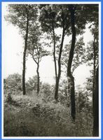 Rosenberg Kr. Heiligenbeil, Kreis Heiligenbeil Rosenberg Kr. Heiligenbeil ?, Uferpartie Розенберг, р-н Хайлигенбайль ?, береговой уголок