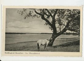 Obereißeln, Kreis Tilsit-Ragnit Obereißeln, Am Memelstrand, Pferd II 