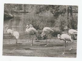 Königsberg (Pr.), Stadtkreis Königsberg Hufenallee