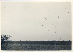 Rossitten Kr. Samland, Kreis Samland Rossitten Kr. Samland, Möwenbruch VII 