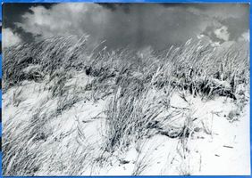  Frische Nehrung, Strandhafer II Фришская коса, песколюб, II