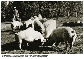 Husarenberg, Kreis Gumbinnen 