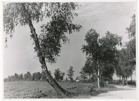  Großes Moosbruch, Birkenweg 