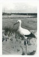 Rossitten Kr. Samland, Kreis Samland Rossitten Kr. Samland, Junger Storch im Hafen Росситтен, уезд Самбия, молодой аист в порту