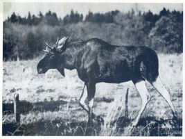  Kurische Nehrung, Elch IV Куршская коса, лось, IV