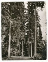  Masuren, Wald am Waldausee bei Steinort Мазуры, лес у озера Вальдаузее у Штайнорта