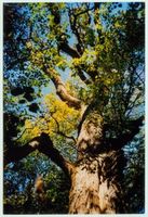 Großastrau, Kreis Gerdauen 