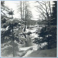  Rominter Heide, Winterbild 
