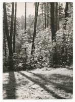  Johannisburger Heide, Im Wald 