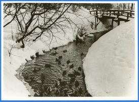 Königsberg (Pr.), Stadtkreis Königsberg Königsberg (Pr.), Enten im Graben im Winter 
