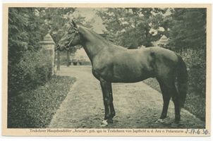 Groß Trakehnen, Kreis Ebenrode Groß Trakehnen, Hauptbeschäler  Ararad  Groß Trakehnen, Hauptgestüt, Beschäler