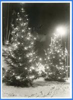 Königsberg (Pr.), Stadtkreis Königsberg Münzplatz Königsberg (Pr.), Beleuchtete Weihnachtsbäume 