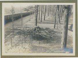 Tilsit, Stadt, Stadtkreis Tilsit  Tilsit, Park Jakobsruh, Gewerbeausstellung, Abteilung Forstfach, Der Waldpolyp Tilsit, Park Jakobsruh, Gewerbeausstellung 1905