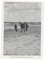  Kurische Nehrung, Elch  Elk  der Schaufler schlägt zudringliche Gesellen in die Flucht Куршская коса, лось-лопатник «Эльк» обращает в бегство навязчивых соперников