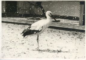 Rossitten Kr. Samland, Kreis Samland Rossitten Kr. Samland, Vogelwarte, Storch 
