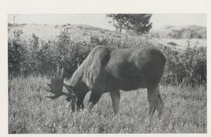  Kurische Nehrung, Elk äst im Weidengrund Куршская коса, Эльк кормится в ивовой низине