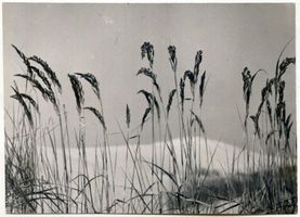  Kurische Nehrung, Hohe Düne bei Nidden, Strandhafer Kurische Nehrung, Dünen