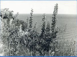  Samlandküste, Lupinen Samländische Steilküste